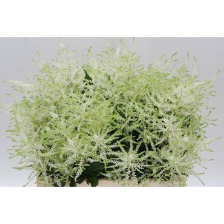 Freshy Astilbe Japonica “Washington” | Colour: White | Length ± 60 centimetre | Per 10 stems fresh flowers