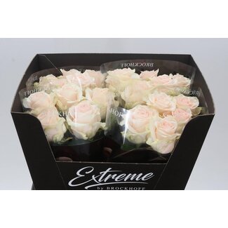 Freshy Rozen “Sweet Caroline” | Kleur: Roze | Lengte ± 60 centimeter | Per 10 rozen