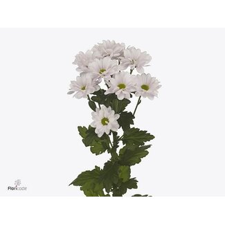 Freshy Spray chrysanthemum Chrysanthemum “Kennedy Rosy” | Colour: Purple | Length ± 70 centimeter | Per 10 stems fresh flowers