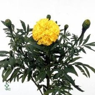 Freshy Tagetes Erecta African marigold “Promise Yellow” | Colour: Yellow | Length ± 70 centimetre | Per 10 fresh flowers