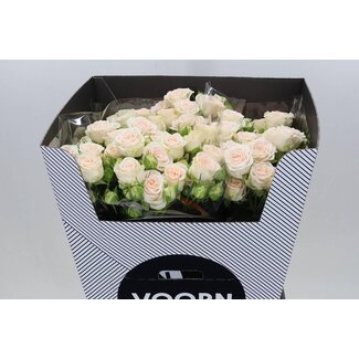 Freshy Dutch spray rose “Sofie Voorn” | Colour: Pink | Length ± 70 centimetre | Per 10 fresh roses