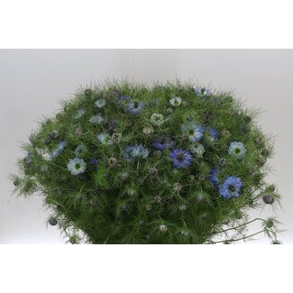 Freshy Nigella Juffertje-in-het-groen Damascena | Couleur: Bleu | Longueur ± 60 centimeter | Par 5 bouquets