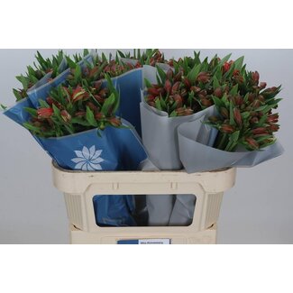 Freshy Alstroemeria “Estee” | Colour: Red | Length ± 75 centimeter | Per 10 stems fresh flowers