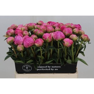 Freshy Paeonia Peony L “Gl Hallelujah” | Colour: Pink | Length ± 60 centimetre | Per 10 fresh peonies
