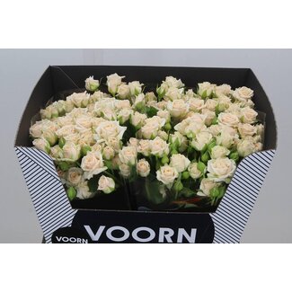 Freshy Rose en bouquet hollandaise “Tanja Voorn” | Couleur: Rose | Longueur ± 60 centimeter | Par 10 roses fraîches