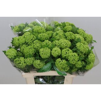 Freshy Sneeuwbal Viburnum Opulus 4 Kop | Kleur: Wit | Lengte ± 60 centimeter | Per 10 stelen verse bloemen