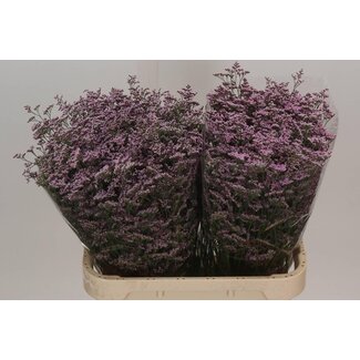 Freshy Limonium Safora “Oshi Pink” | Colour: Purple | Length ± 80 centimeter | Per 25 stems fresh flowers