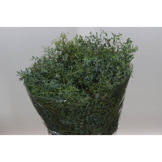 Freshy Eucalyptus “Mini Blue” | Colour: Green | Length ± 70 centimeter | Per 5 bunches