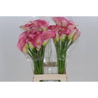 Freshy Zantedeschia Calla “Candy Dream” | Couleur: Violet | Longueur ± 70 centimeter | Par 10 fleurs fraîches