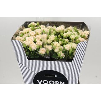 Freshy Dutch Spray Rose “Tanja Voorn” | Colour: Pink | Length ± 70 centimetre | Per 10 fresh roses
