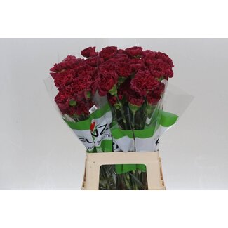 Freshy Long carnation Funza “Lucy” | Colour: Red | Length ± 70 centimetre | Per 20 fresh flowers