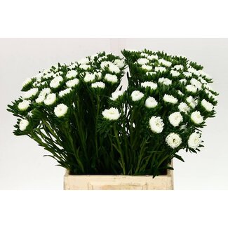 Freshy Callistephus Summer aster “Mats White” | Colour: White | Length ± 45 centimetre | Per 50 fresh flowers