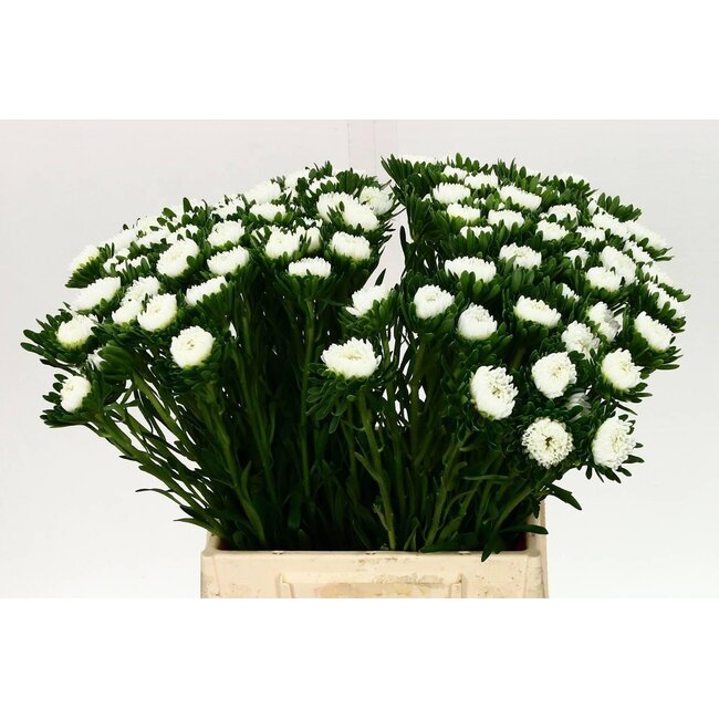 Callistephus Summer aster “Mats Wit” | Colour: White | Length ± 45 centimeter | Per 50 fresh flowers