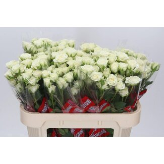 Freshy Hollandse Trosroos “Snowflake” | Kleur: Wit | Lengte ± 70 centimeter | Per 10 verse rozen