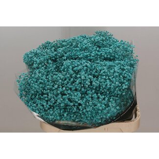 Freshy Gypsophila Baby's breath Turquoise colour-treated | Colour: Turquoise | Length ± 80 centimetre | Per 25 stems fresh flowers