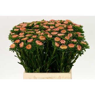 Freshy Callistephus Zomeraster “Mats Abrikoos” | Kleur: Roze | Lengte ± 45 centimeter | Per 50 verse bloemen