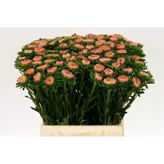 Callistephus Zomeraster “Mats Abrikoos” | Kleur: Roze | Lengte ± 45 centimeter | Per 50 verse bloemen