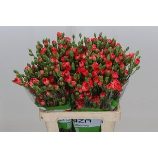 Freshy Trosanjer “Fire Flame” | Kleur: Gemengde Kleuren | Lengte ± 65 centimeter | Per 20 verse bloemen
