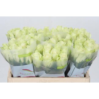 Freshy Roses “Athena” | Colour: White | Length ± 50 centimeter | Per 10 roses