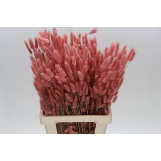 Freshy Lagurus Bunny Tail Deco | Colour: Light pink | Length ± 70 centimeter | Per 2 bunches