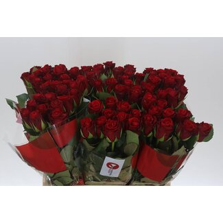 Freshy Roses “Red Ribbon” | Colour: Red | Length ± 60 centimetre | Per 20 roses