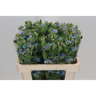Freshy Oxypetalum Co Tanacetum “Pure Blue” Dutch | Colour: Blue | Length ± 55 centimetre | Per 30 stems fresh flowers