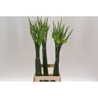 Freshy Allium Onion “Cepa Judith” | Colour: Green | Length ± 90 centimetre | Per 10 stems fresh flowers