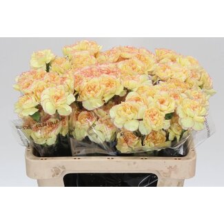 Freshy Court Oeillet “Fiesta Komachi” | Couleur: Rose Jaune | Longueur ± 55 centimètre | Par 20 fleurs fraîches