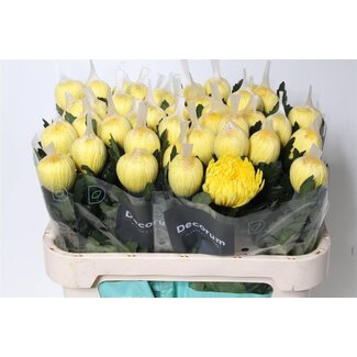 Freshy Deco Chrysanthemum Chrysanthemum “Pjotr” | Colour: Yellow | Length ± 70 centimeter | Per 10 fresh flowers