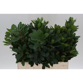 Freshy Arbutus Unedo Erdbeerbaum | Farbe: Grün | Länge ± 60 centimeter | Pro 50 Zweige