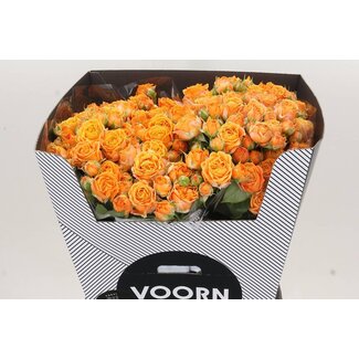Freshy Dutch spray rose “Coral Bubbles Voorn” | Colour: Orange Yellow | Length ± 70 centimetre | Per 10 fresh roses