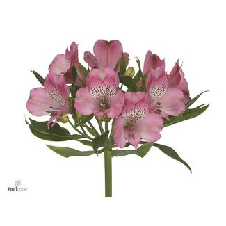 Freshy Short Alstroemeria “Avianna” | Colour: Pink | Length ± 60 centimeter | Per 20 stems fresh flowers