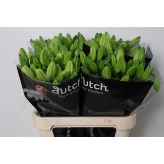 Freshy Lily Longiflorum x Asiatic Lily Aqua “Eyeliner” 3 Flower | Colour: White | Length ± 85 centimeter | Per 20 stems fresh flowers