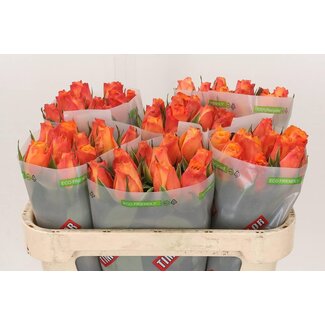 Freshy Roses “Confidential” | Colour: Orange | Length ± 70 centimetre | Per 10 roses