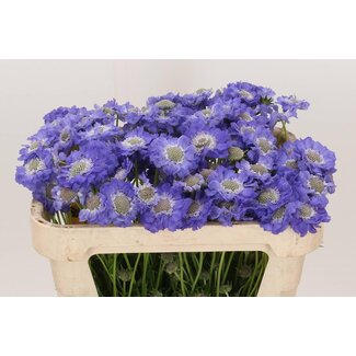 Freshy Scabiosa Caucasica Duifkruid “Staefa” | Kleur: Paars | Lengte ± 65 centimeter | Per 50 stelen verse bloemen