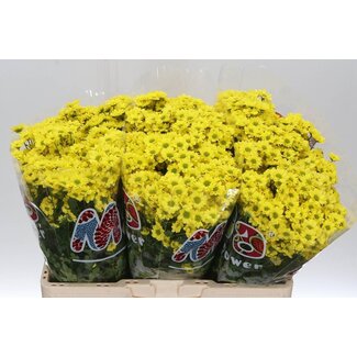 Freshy Chrysanthemum Chrysanthemum Santini Mad “Ringa Yellow” | Colour: Yellow | Length ± 55 centimeter | Per 25 stems fresh flowers