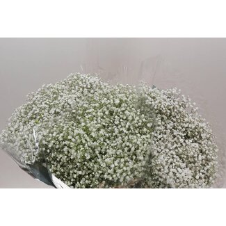 Freshy Gypsophila Paniculata Baby's breath “Cosmic” | Colour: White | Length ± 80 centimeter | Origin Ecuador | Per 25 stems fresh flowers