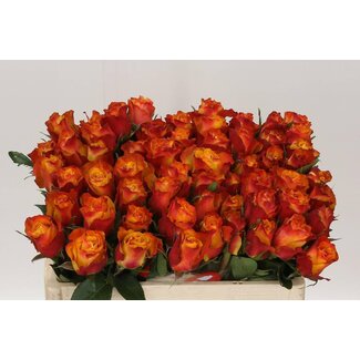 Freshy Roses “Downtown” | Colour: Yellow Orange | Length ± 50 centimeter | Per 10 roses