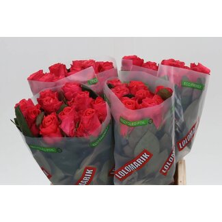 Freshy Roses “Pink Tacazzi” | Colour: Pink | Length ± 40 centimetre | Per 20 roses