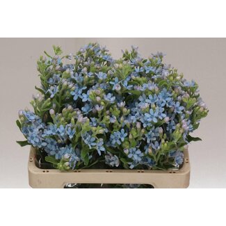 Freshy Oxypetalum Co Tanacetum “Pure Blue” | Colour: Blue | Length ± 55 centimeter | Per 25 stems fresh flowers