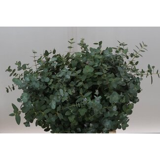 Freshy Eucalyptus Gunnii Short Branches | Colour: Green | Length ± 40 centimeter | Per 5 bunches