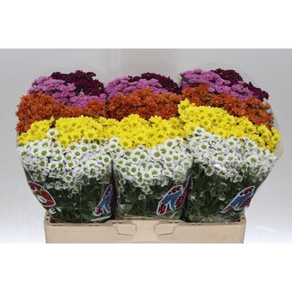 Freshy Chrysanthemum Chrysanthemum Santini “Mad Mixed” 5 colours | Colour: Mixed Colours | Length ± 55 centimetre | Per 25 stems fresh flowers