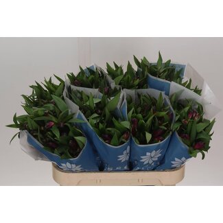 Freshy Alstroemeria “Morado” | Colour: Purple | Length ± 75 centimeter | Per 10 stems fresh flowers