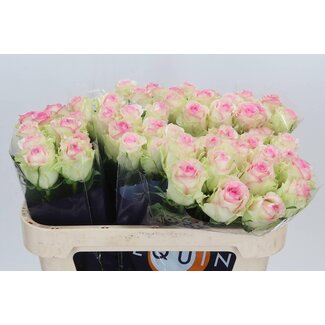Freshy Roses “Pink Journey” | Couleur: Rose | Longueur ± 70 centimeter | Par 10 roses