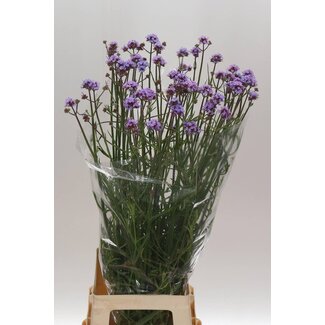Freshy Verbena Ironhard “Has P Spires” | Colour: Purple | Length ± 90 centimetre | Per 20 stems fresh flowers