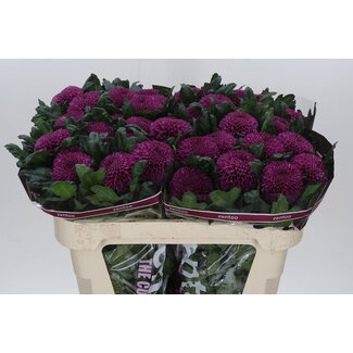 Freshy Deco Chrysanthemum Chrysanthemum “Roxo” | Colour: Purple | Length ± 70 centimeter | Per 10 fresh flowers