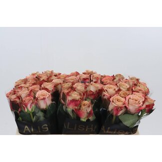 Freshy Roses “Cappuccino” | Colour: Pink | Length ± 50 centimeter | Per 10 roses