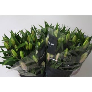 Freshy Lily Oriental Aqua “Rl Viola” | Colour: Pink | Length ± 100 centimetre | Per 10 stems fresh flowers