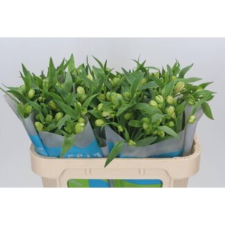 Freshy Alstroemeria “Virginia” | Kleur: Wit | Lengte ± 70 centimeter | Per 20 stelen verse bloemen