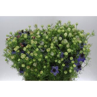 Freshy Nigella Juffertje-in-het-groen “Hispanica” Biologique | Couleur: Bleu | Longueur ± 70 centimeter | Par 10 tiges de fleurs fraîches